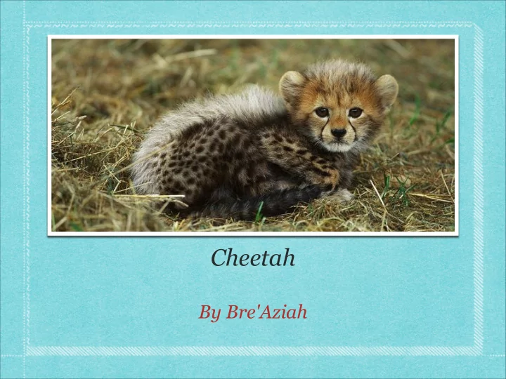 cheetah