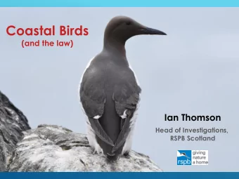 Coastal Birds  (and the law)  Ian Thomson  Head of Investigations,  RSPB Scotland  Putting together