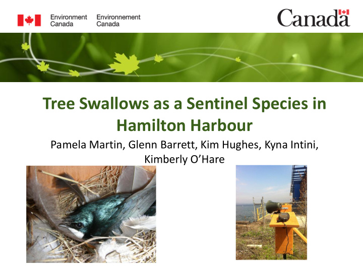 tree swallows as a sentinel species in hamilton harbour