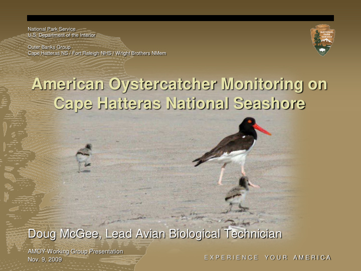 american oystercatcher monitoring on cape hatteras