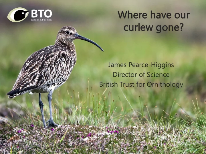 wh where have ve our r curlew rlew gone e