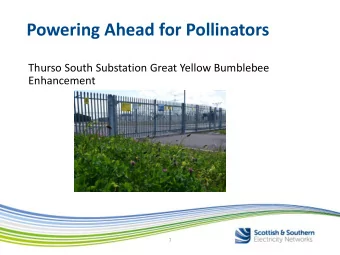 Powering Ahead for Pollinators  Thurso South Substation Great Yellow Bumblebee  Enhancement  1