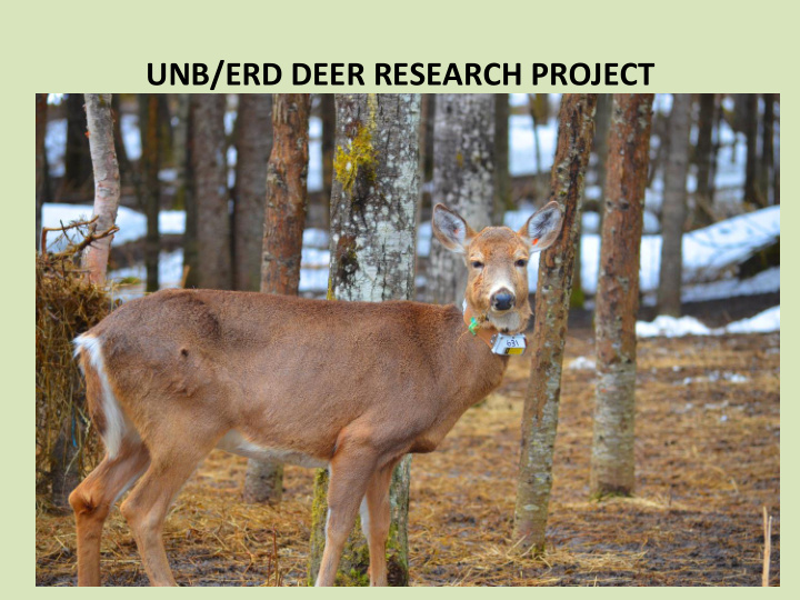 unb erd deer research project unb erd deer research
