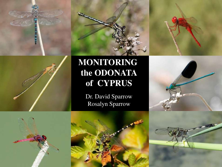 monitoring the odonata of cyprus