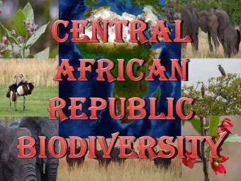 biodiversity?  Biodiversity is the variety and  differences among living organisms  from all