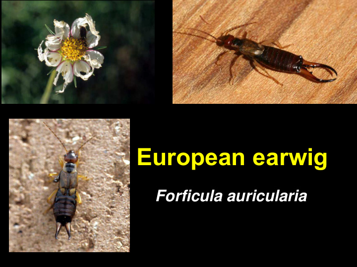 european earwig