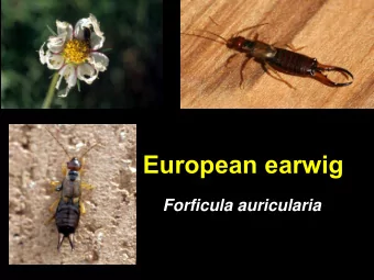European earwig  Forficula auricularia  Filament antennae,  Prominent cerci  chewing mouthparts