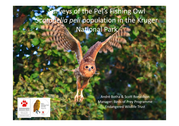surveys of the pel s fishing owl scotopelia peli