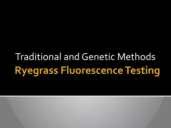 Ryegrass Fluorescence Testing  Why differentiate? Annual ryegrass, Lolium multiflorum Perennial