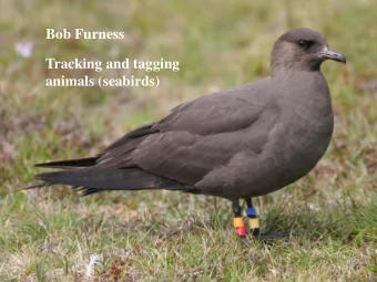 Bob Furness  Tracking and tagging  animals (seabirds)  Reasons to tag animals  Individual