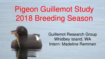 2018 Breeding Season  Guillemot Research Group  Whidbey Island, WA  Intern: Madeline Remmen  Pigeon