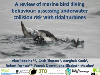 A review of marine bird diving  Scottish Natural Heritage  behaviour: assessing underwater