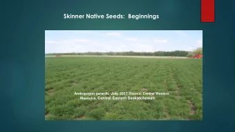 Skinner Native Seeds:  Beginnings  Andropogon gerardii.  July, 2007. Source: Central Western