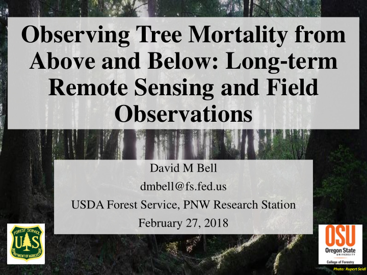 observing tree mortality from above and below long term