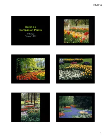 Bulbs as  Companion Plants  Jill Selinger  February 1, 2018  1  2/8/2018  2  2/8/2018  Anemone