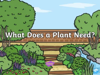 Parts of a Plant  Can you remember the parts of a plant and what each part does?  Click on each