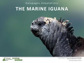 THE MARINE IGUANA  A RESOURCE BROUGHT TO YOU BY THE GALAPAGOS CONSERVATION  TRUST (REGISTERED