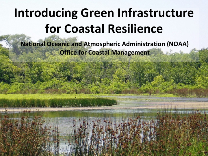 introducing green infrastructure for coastal resilience
