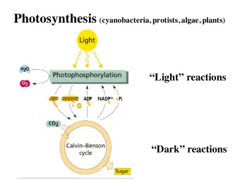 CO 2 + H 2 O Sugar + O 2  200 billion tons of CO 2 fixed per year    Different forms of
