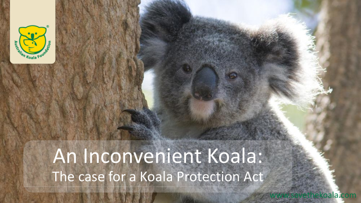 an inconvenient koala