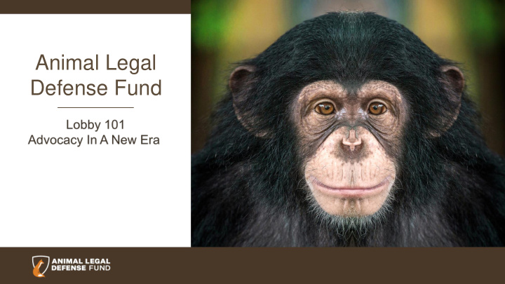 animal legal defense fund animals can t vote but that
