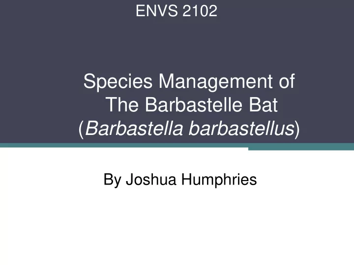 the barbastelle bat