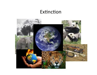 Ex#nc#on   White Lion  Where do they originate from?   Timbava#   White Lion