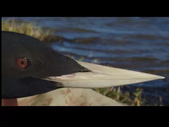 Ted Swem  Ted Swem  Ted Swem Common Loon  reproductive effects now shown in New England  and