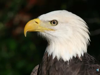 Bald eagle ( Haliaeetus leucocephalus)    Location:  Audubon Center for Birds of Prey,