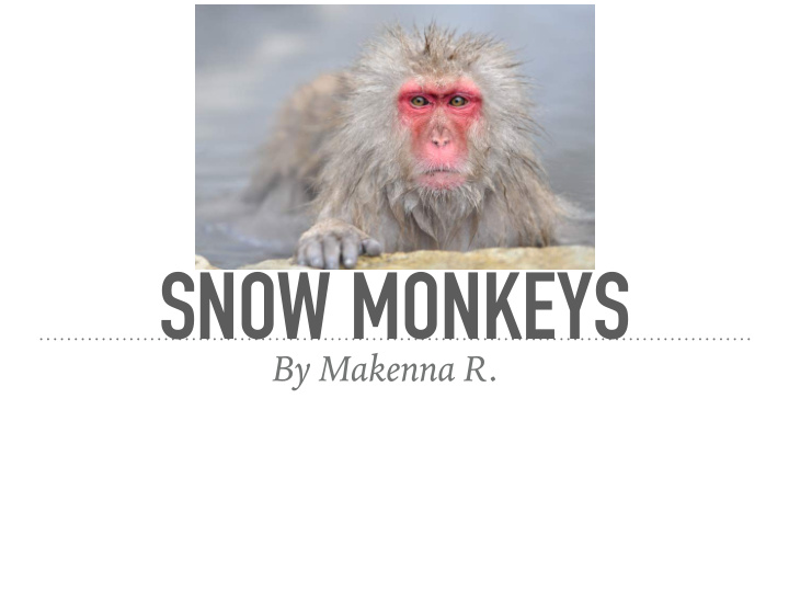 snow monkeys