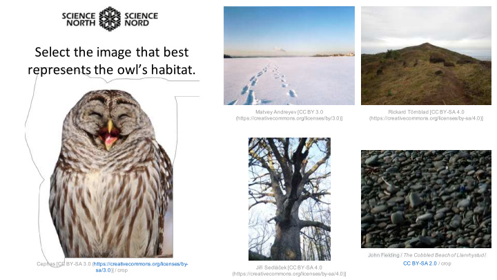 select the image that best represents the owl s habitat