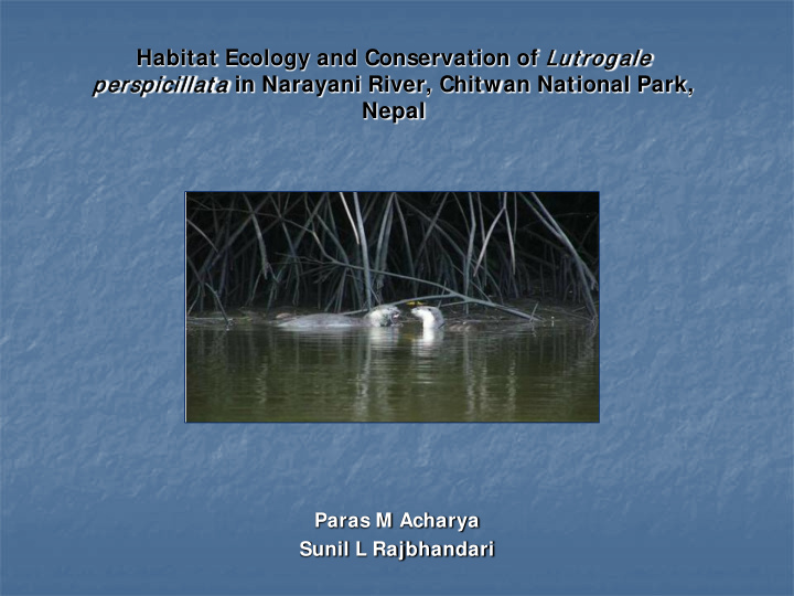 rspicillat a in narayani river chitwan national park nepal