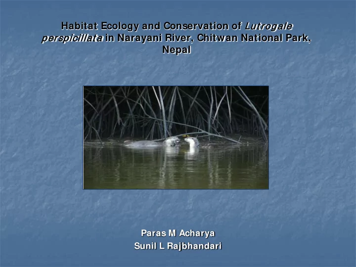 rspicillat a in narayani river chitwan national park nepal
