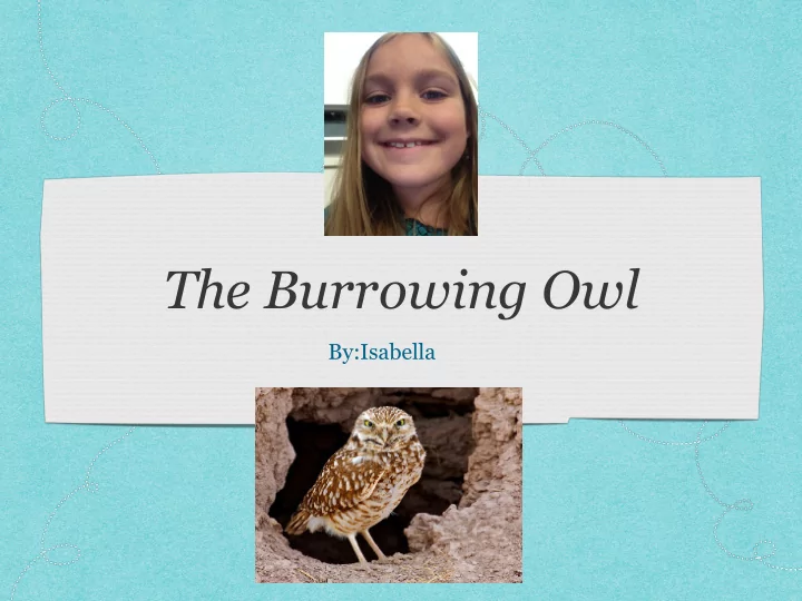 the burrowing owl
