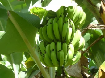 Is Faith Delusion?  Andrew Sims  Fixed points You must be mad to believe that  By mid-20th