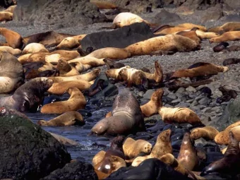 COMPENDIUM OF STELLER SEA LION RELATED RESEARCH,  2000-2006  Prepared by:  Thomas R. Loughlin,
