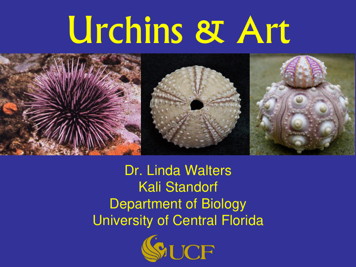 urchins art