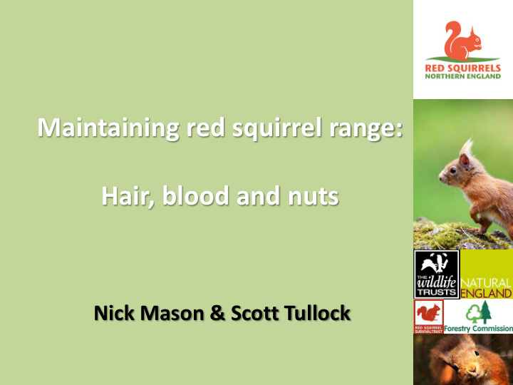 maintaining red squirrel range hair blood and nuts