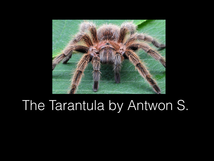 the tarantula by antwon s here is another picture showing
