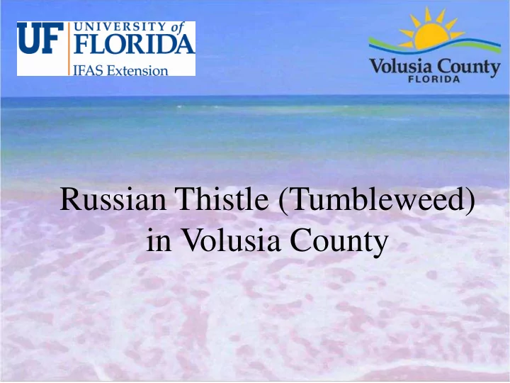 russian thistle tumbleweed in volusia county russian