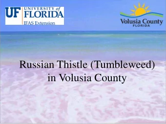Russian Thistle (Tumbleweed)  in Volusia County  Russian Thistle Facts  Scientific name -