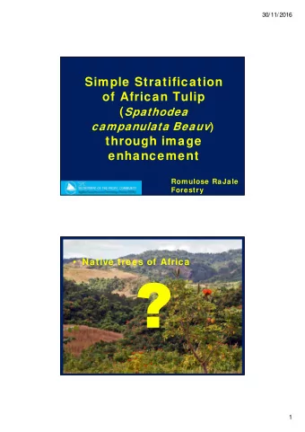Simple Stratification  of African Tulip ( Spathodea campanulata Beauv )  through image  enhancement