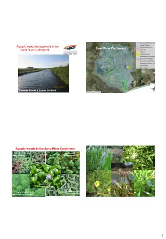 1  Integrated control  2  What is biological control? Water lettuce  Neohydronomus affinis