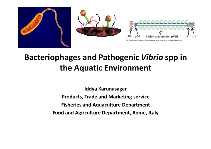 bacteriophages and pathogenic vibrio spp in the aquatic