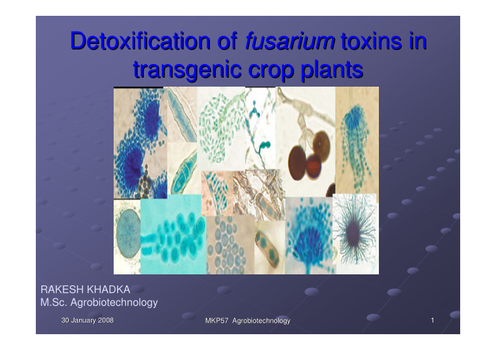 detoxification of fusarium fusarium toxins in toxins in