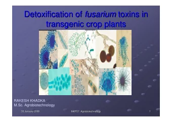 Detoxification of fusarium fusarium toxins in  toxins in  Detoxification of  transgenic crop plants