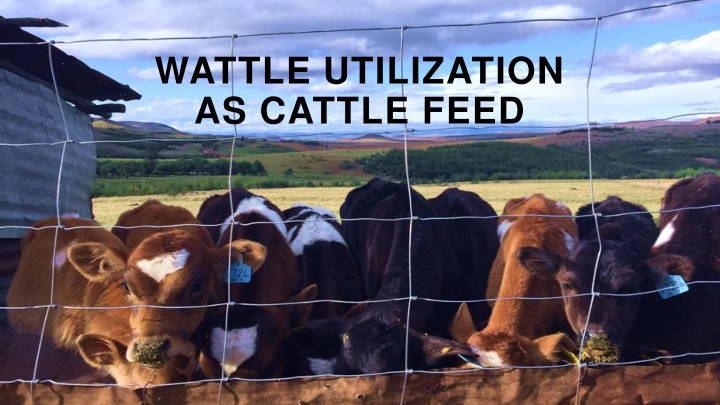 wattle utilization as cattle feed