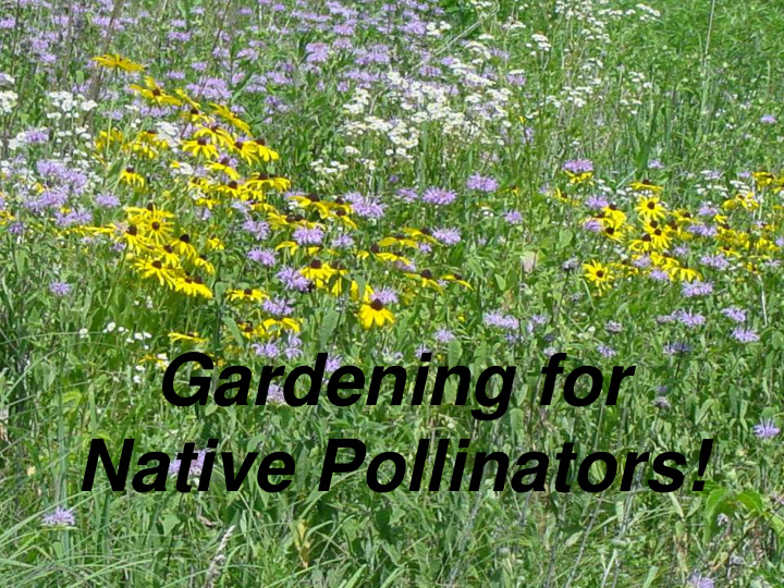 native pollinators conservation in your backyard