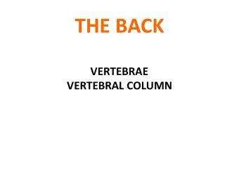 THE BACK  VERTEBRAE  VERTEBRAL COLUMN  TOPICS  THE BONES and THE JOINTS OF THE BACK  THE