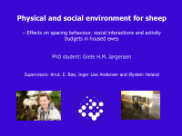 physical and social environment for sheep